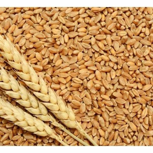 Wheat Grains