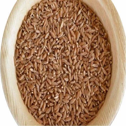 Khapli Wheat