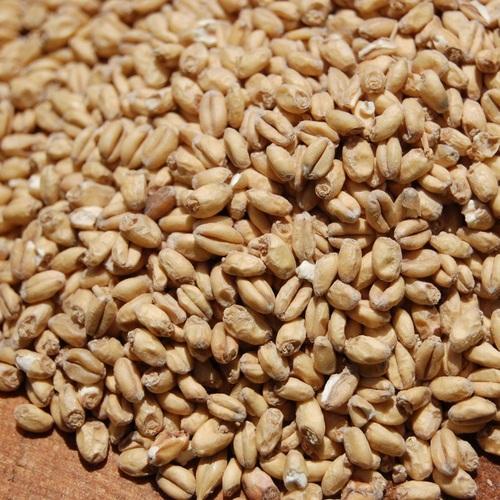 Wheat Malt