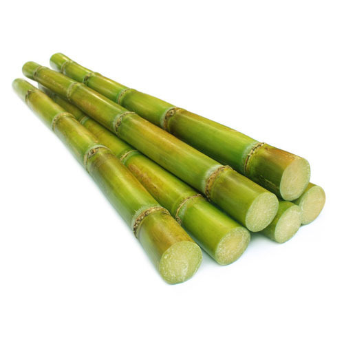 Sugarcane