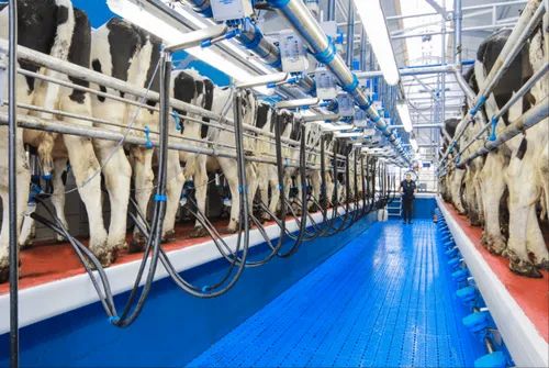 Milking Parlour