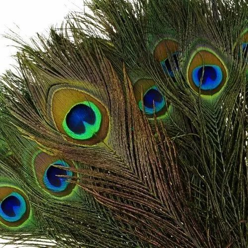 Peacock Feathers