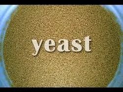 Molasses dry yeast, Packaging Type: Bag, Packaging Size: Bulk in 25 Kg Bags