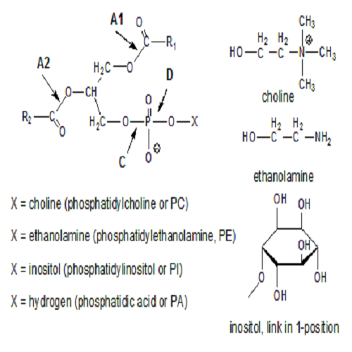 Finester Sorbitan Esters - Sorbitan Tri Stearate