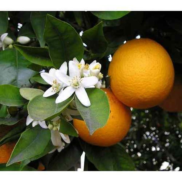 D Limonene Oil, Packaging Size: 35 Kg, Liquid