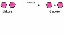 Maltase