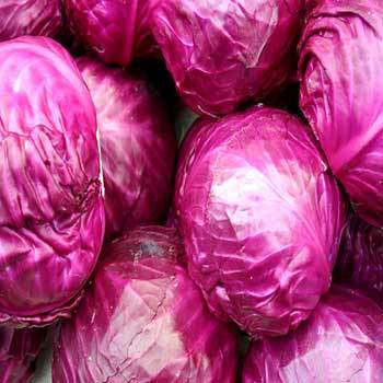 Red Cabbage