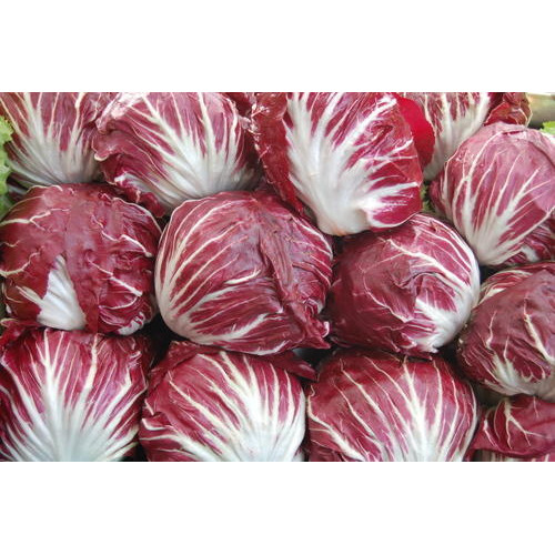 Fresh Radicchio