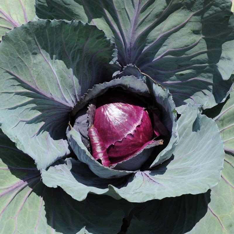 A Grade Red Cabbage, Packaging Type: Carton, Packaging Size: 40kg