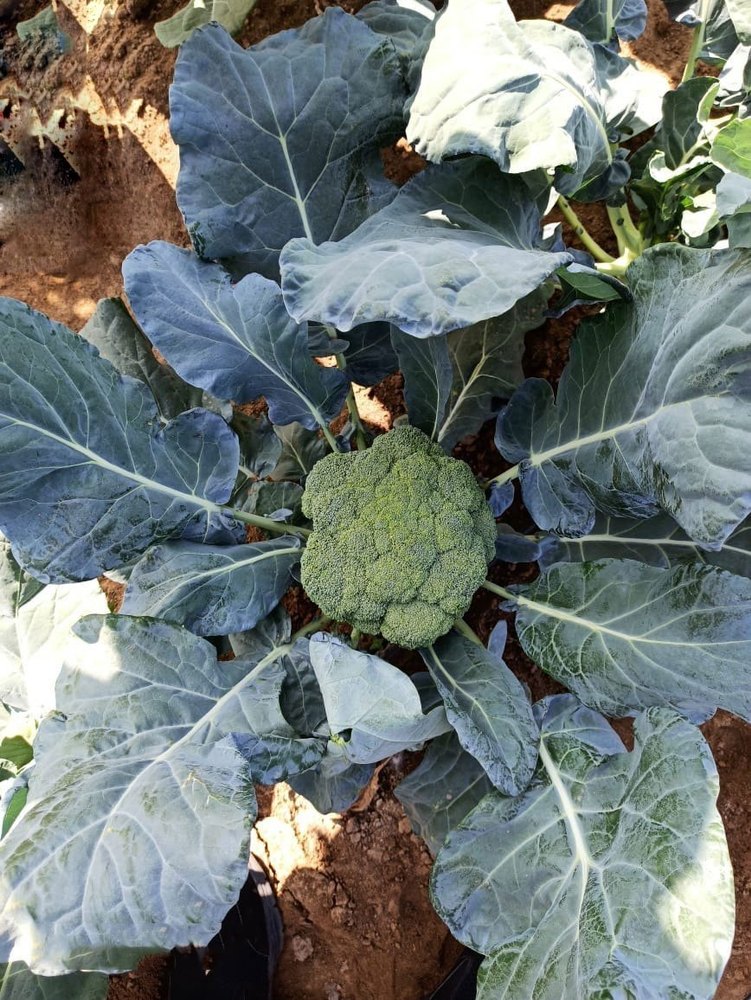 A Grade Green Fresh Organic Broccoli, Packaging Type: Carton Box, Packaging Size: 10 Kg