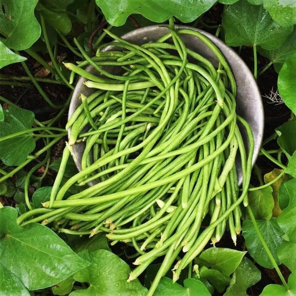 OP Yard Long Beans, Packaging Size: 25 kg