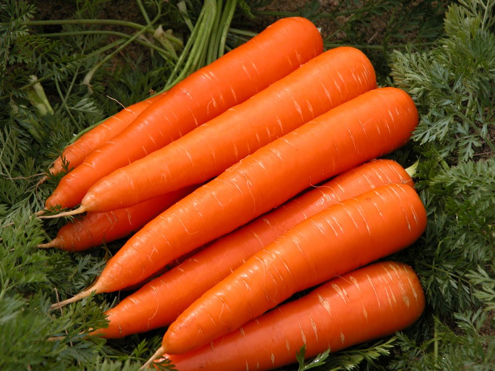 Carrot