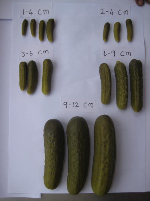 Pickled Gherkins, Packaging: 260 liter Drums img