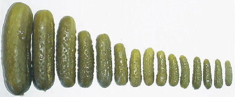 Preserved Gherkins, Packaging Type: Cartons