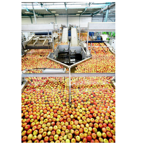 Automatic Fruit Processing Plant