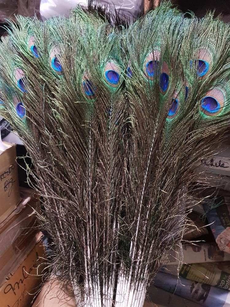 Green Peacock Feathers img