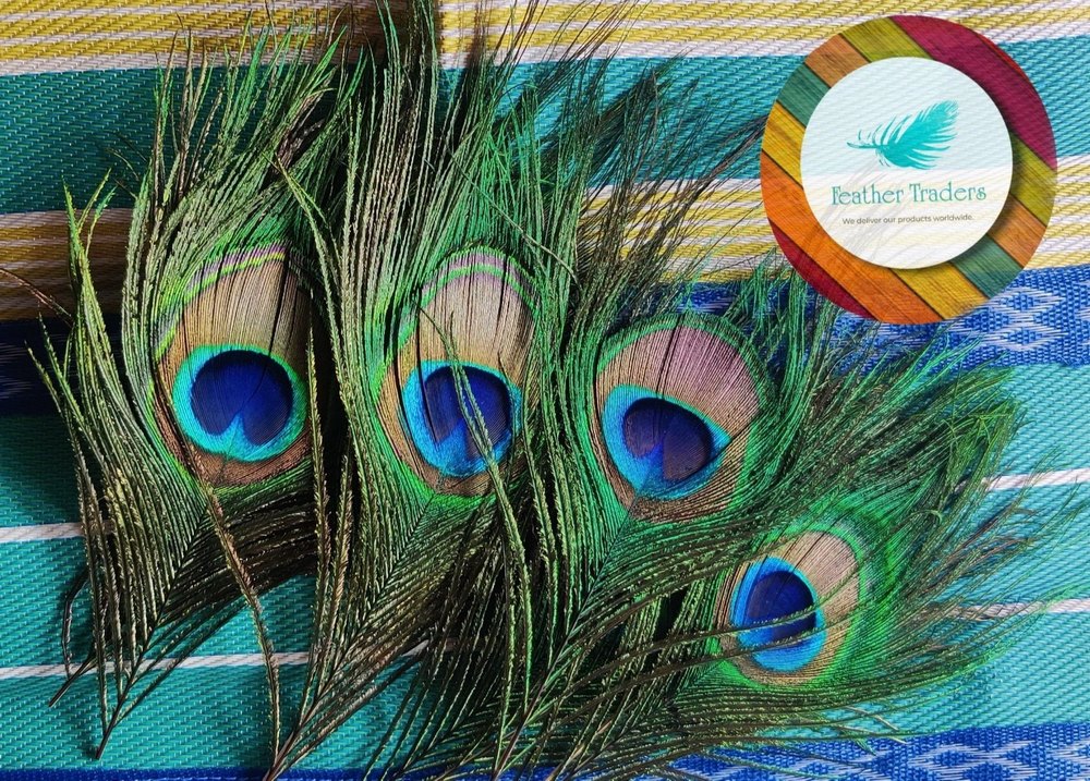 Green And Blue 6inch Peacock Feathers img