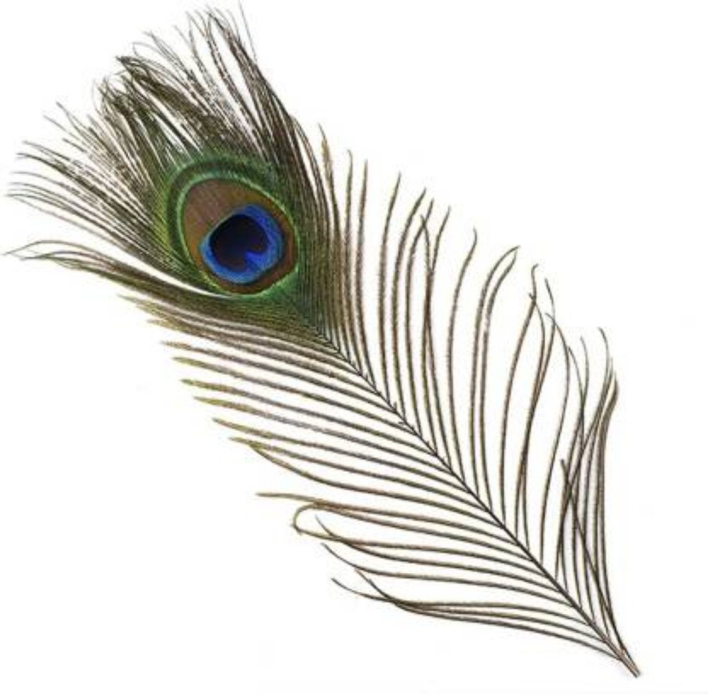 Peacock Feathers