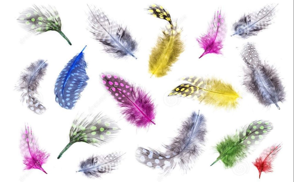 Birds Feather img