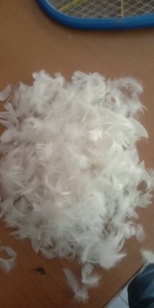 Natural Duck Feathers