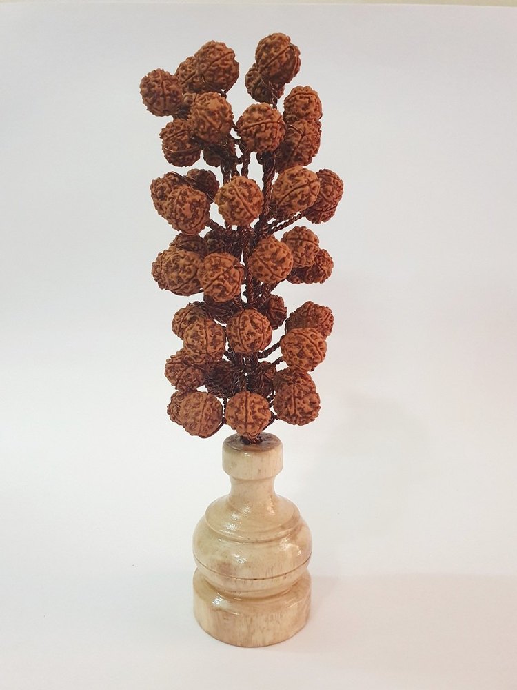 Brown Natural 5 Mukhi Nepal Rudraksha Tree, Size: 8.5 X 42 X 40 cm, Shape: Round