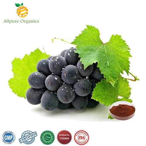 Allpure Organics Powder Grapes Seed Extract, Packaging Type: Hdpe Drum