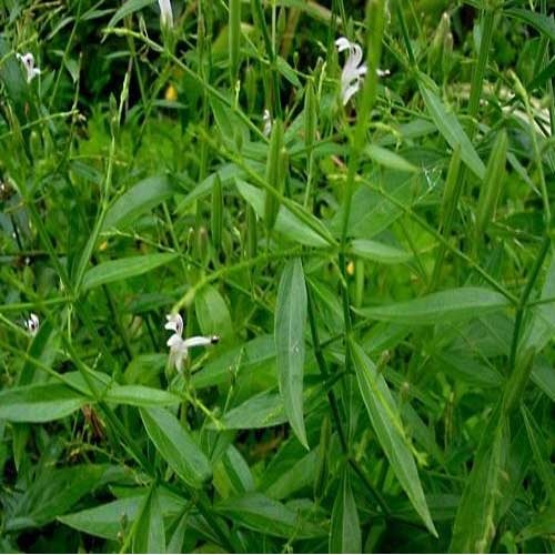 Andrographis Paniculata Extract