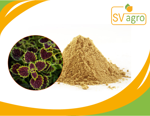 SV AGRO Coleus Extract, Pack Size: 25 kg