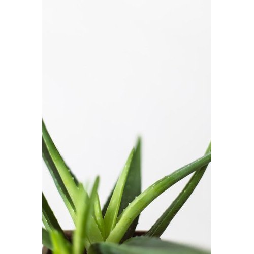 Aloe Vera Extract, Packaging Type: Pp Bag