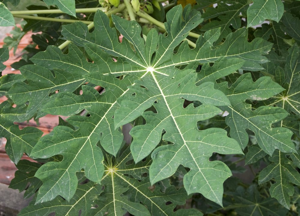 Papaya Leaf Extract