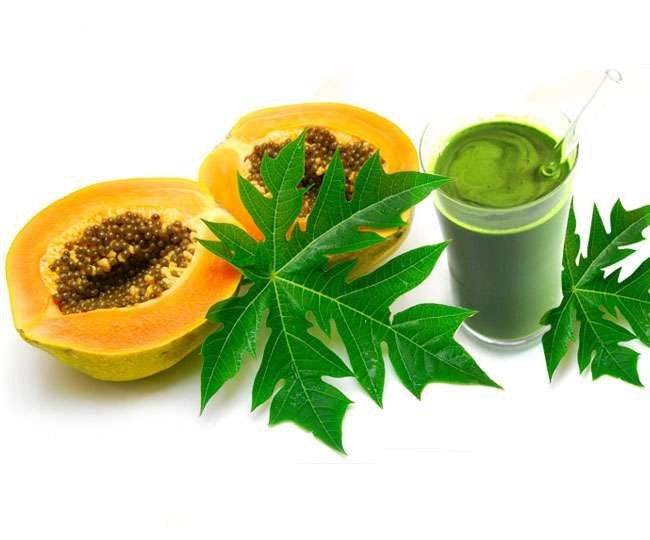 Powder Brown Papaya Leaf Extract, Packaging Type: Hdpe drum