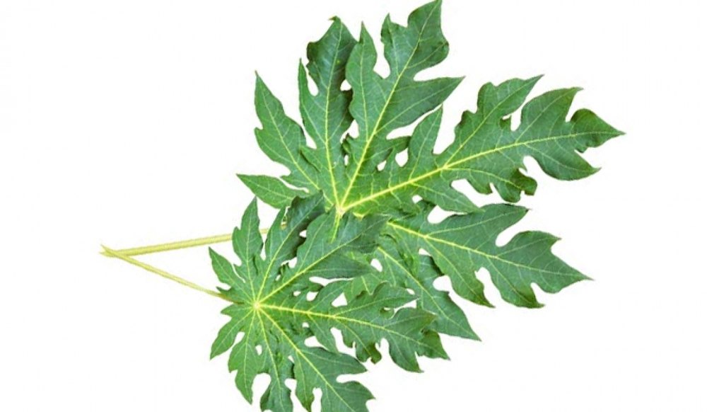 Papaya Leaf Extract, Pack Size: 1kg, 5kg & 25kg