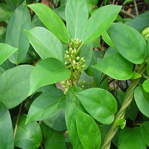 Gymnema Sylvestre Extract, Packaging Type: Packet