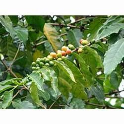 Green Coffee Bean Extract