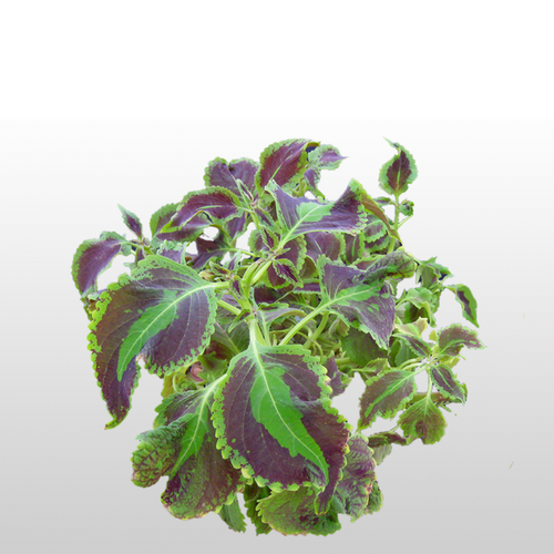 Green Heaven Coleus Extract, Pack Size: 5 kg, Packaging Type: Polybag