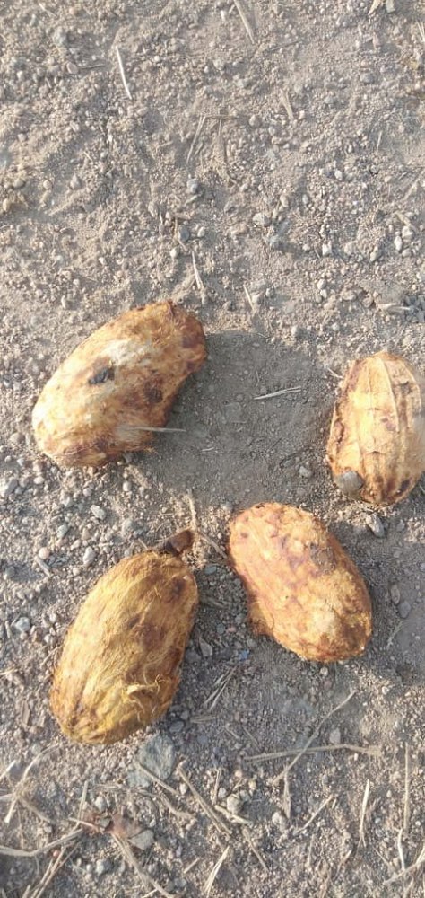 Santhura Mango seeds, Packaging Type: Plastic Bag, Packaging Size: 100kg