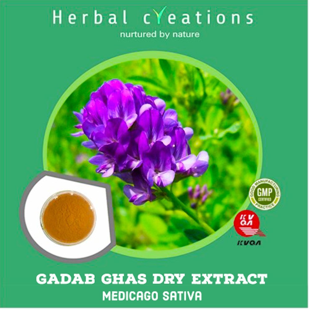 Powder Medicago Sativa Gadab Ghas Dry Extract, Packaging Type: Hdpe Drum