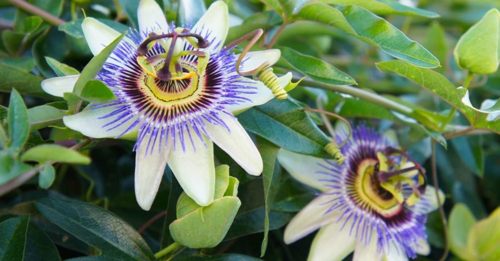 Rutvik Herbals Passion Flower Extract/Passiflora Incarnata L. Extract, For Medicinal, Packaging Type: Polybag