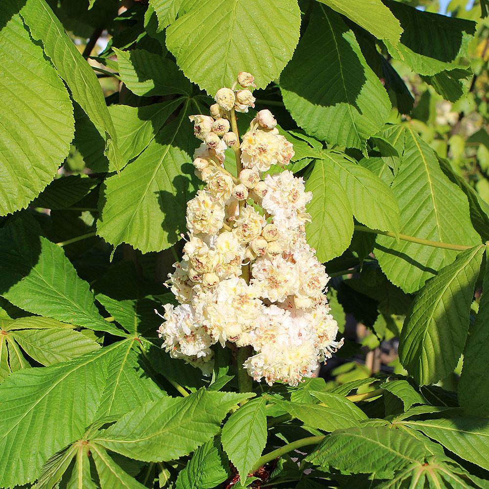 Aesculus Hippocastanum