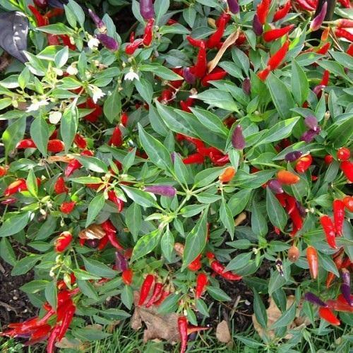 Capsicum - Lalmirch Extract, Pack Size: 5 kg