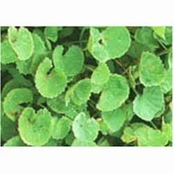 Centella Asiatica Gotu Kola Extract