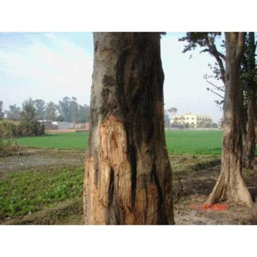 Terminalia Arjuna Extract, Packaging Size: 5-25 Kg