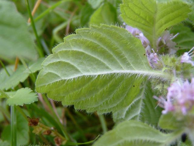 Mentha Arvensis Leaf Extract, Packaging Type: HDPE Drums, Packaging Size: 25 Kgs