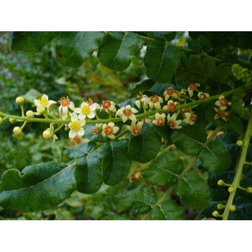 Boswellia Serrata Extract, Packaging Type: PP Bag