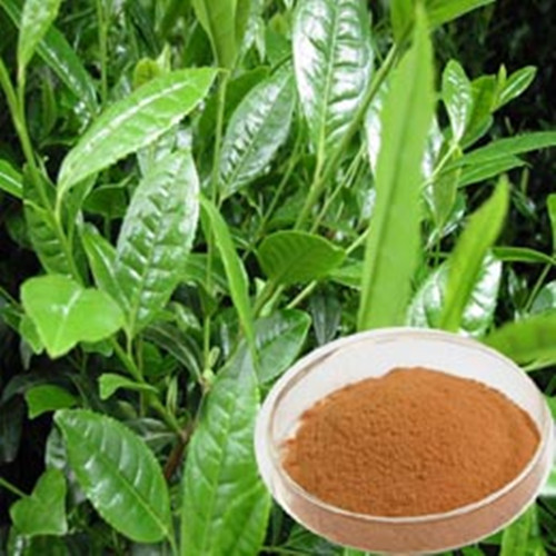 Powder Catechu, Packaging Size: 25 kgs, Packaging Type: Bag