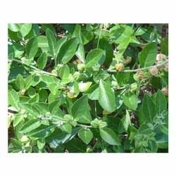 Withania Somnifera ( Ashwagandha) Extract