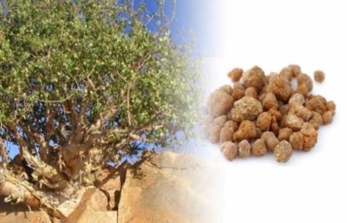 Brown Commiphora Mukul Guggul Extract, Packaging Size: 5kg