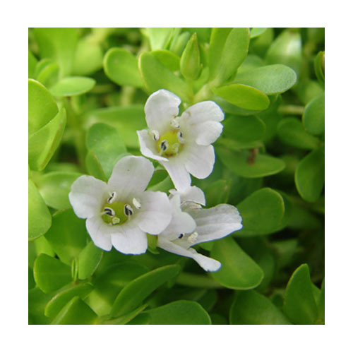 Bacopa Monnieri Extract