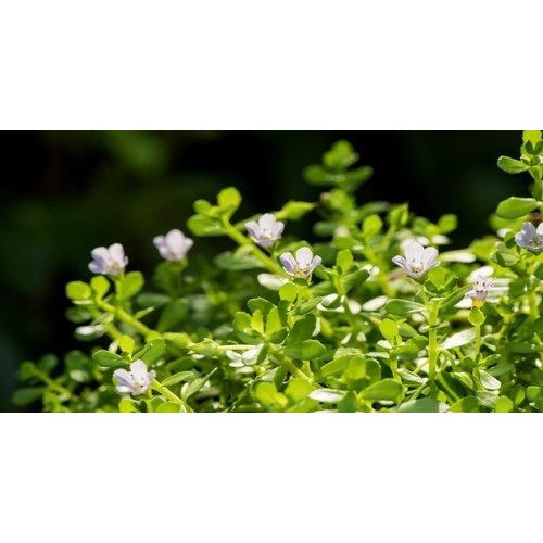 Powder Bacopa Extract, Packaging Type: Pp Bag