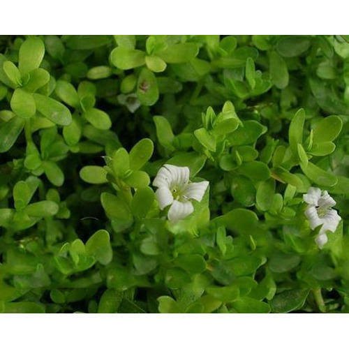 Brown Bacopa Monnieri Extract, Packaging Type: Poly Bag, Packaging Size: 5kg